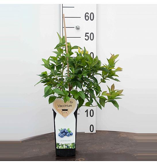 Vaccinium corymbosum Brigitta Blue C2 Lit. 30-40 cm BIO