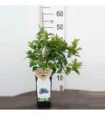 Vaccinium corymbosum Brigitta Blue C2 Lit. 40-60 cm BIO (124086)