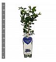 Vaccinium corymbosum Brigitta blue C2 Lit. 30-40 cm