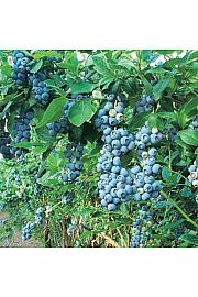 Vaccinium corymbosum Bluegold C5 Lit. 30-40 cm (16984)