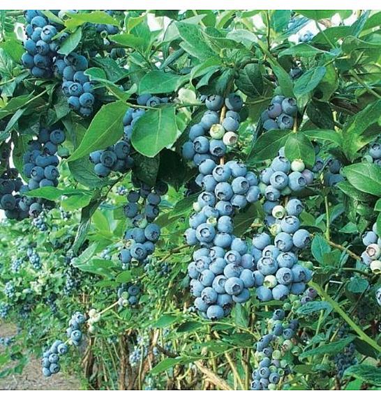 Vaccinium corymbosum Bluegold C5 Lit. 30-40 cm