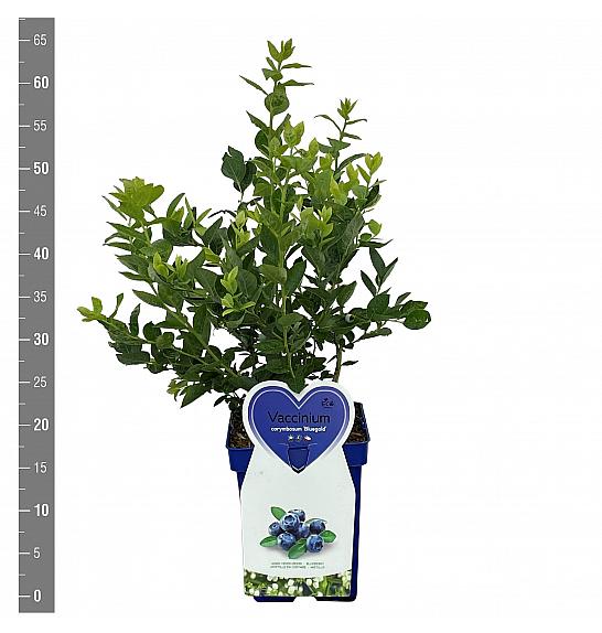 Vaccinium corymbosum Bluegold C5 Lit. 30-40 cm