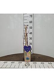 Vaccinium corymbosum Bluegold C2 Lit. 30-40 cm BIO