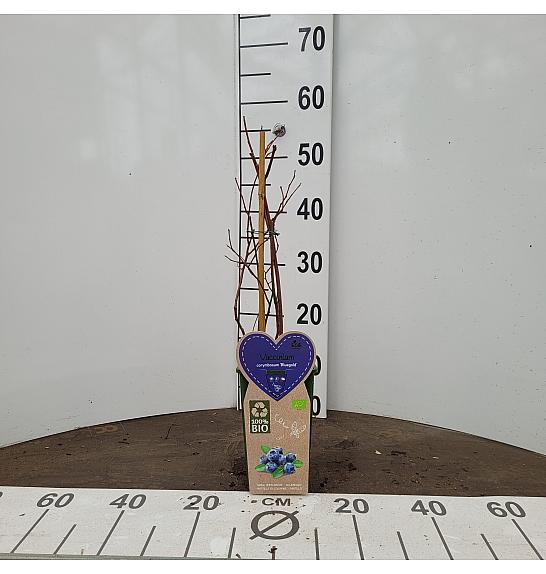 Vaccinium corymbosum Bluegold C2 Lit. 30-40 cm BIO