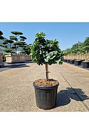 Ginkgo biloba Troll C12,5 Lit. Na steblu 20 cm Krošnja 30-35 cm