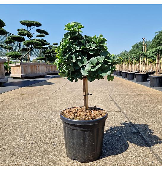 Ginkgo biloba Troll C12,5 Lit. Na steblu 20 cm Krošnja 30-35 cm