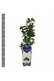 Vaccinium corymbosum Bluecrop C2 Lit. 30-40 cm