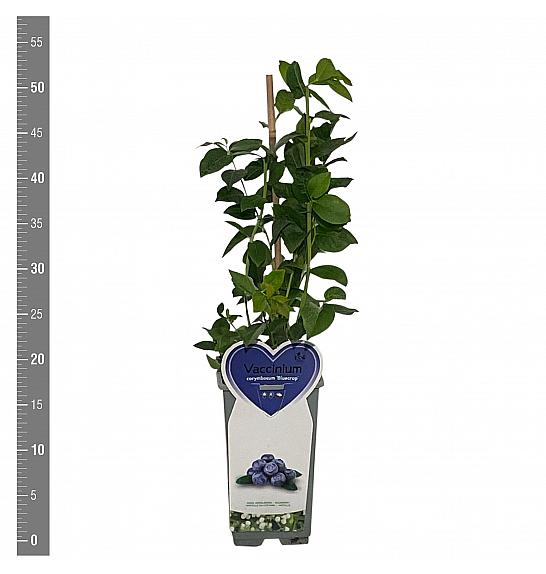 Vaccinium corymbosum Bluecrop C2 Lit. 30-40 cm