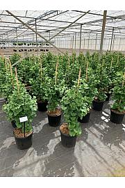 Ginkgo biloba Simon C18 Lit. 70-80 cm stick