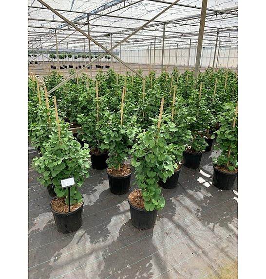 Ginkgo biloba Simon C18 Lit. 70-80 cm stick