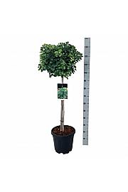 Ginkgo biloba Mariken C15 Lit. Na steblu 80 cm