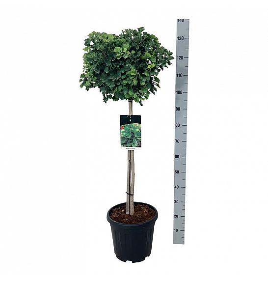 Ginkgo biloba Mariken C15 Lit. Na steblu 80 cm