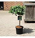 Ginkgo biloba Mariken C11 Lit. Na steblu 40 cm