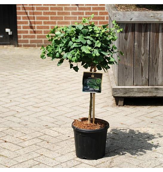 Ginkgo biloba Mariken C11 Lit. Na steblu 40 cm