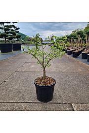 Ginkgo biloba Little Emperor C8 Lit. 40-50 cm