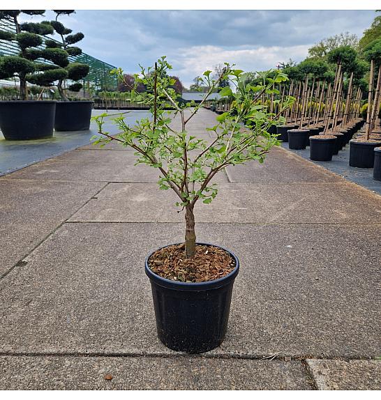 Ginkgo biloba Little Emperor C8 Lit. 40-50 cm