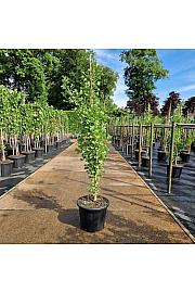 Ginkgo biloba Fastigiata Blagon C35 Lit. 160-180 cm