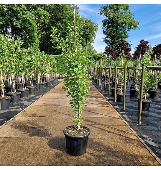 Ginkgo biloba Fastigiata Blagon C35 Lit. 160-180 cm