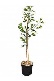 Ginkgo biloba C5 Lit. 50-60 cm