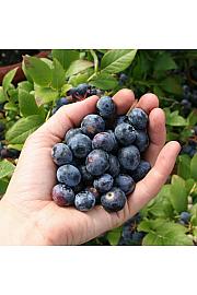 Vaccinium corymbosum Bluecrop C5 Lit. 30-40 cm (16968)