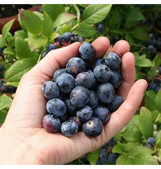 Vaccinium corymbosum Bluecrop C5 Lit. 30-40 cm (16968)