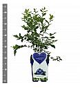 Vaccinium corymbosum Bluecrop C5 Lit. 30-40 cm