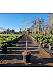 Vaccinium cor. Goldtraube C18 Lit. Na stabljici 60 cm