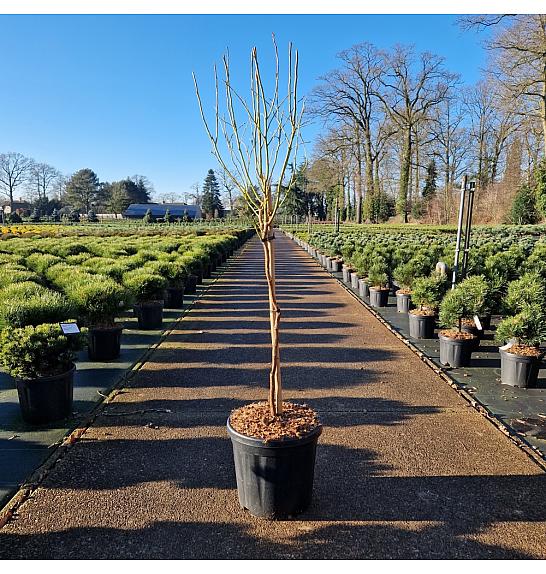 Vaccinium cor. Goldtraube C18 Lit. Na steblu 60 cm