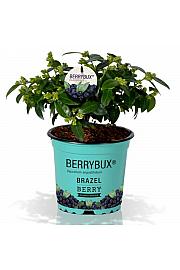 Vaccinium angustifolium BrazelBerry ® Berry Bux ® Ø10,5 cm
