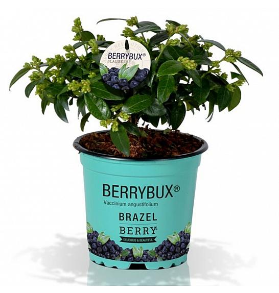 Vaccinium angustifolium BrazelBerry ® Berry Bux ® Ø10,5 cm