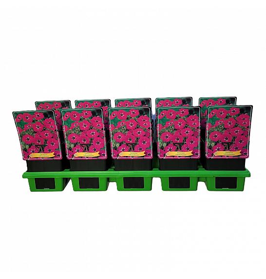 Geranium Subcaulescens Ø11