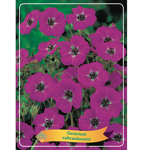 Geranium Subcaulescens Ø11