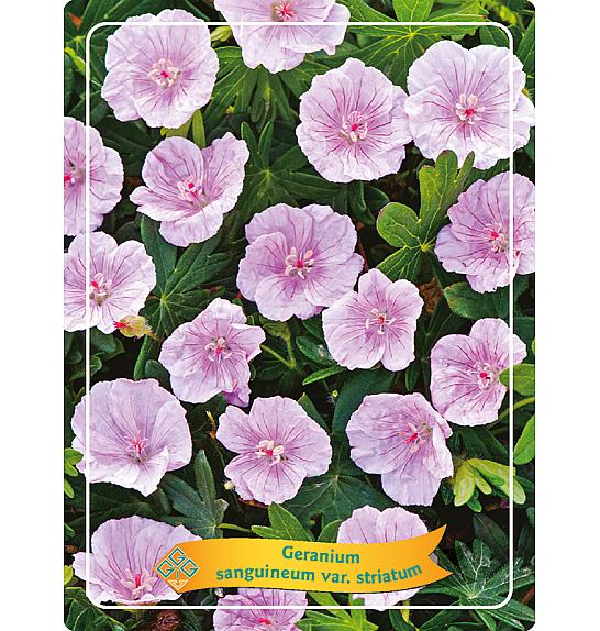 Geranium sanguineum var. Striatum Ø11