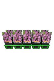 Geranium sanguineum Ø11