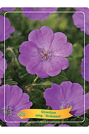 Geranium sang. Aviemore Ø11