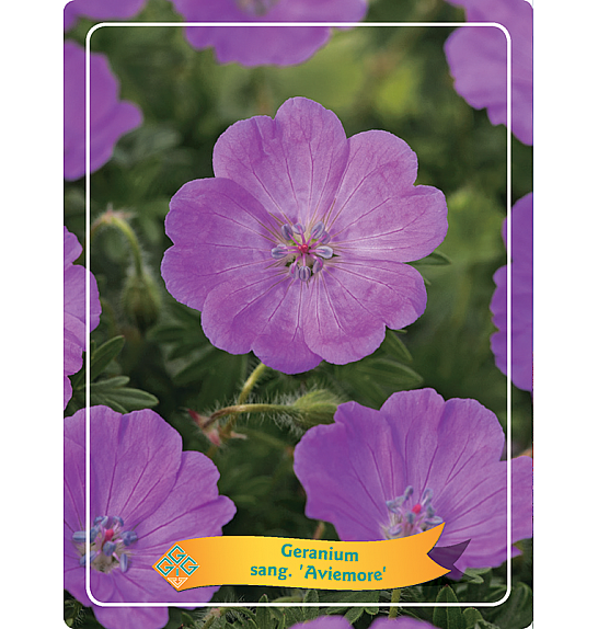 Geranium sang. Aviemore Ø11