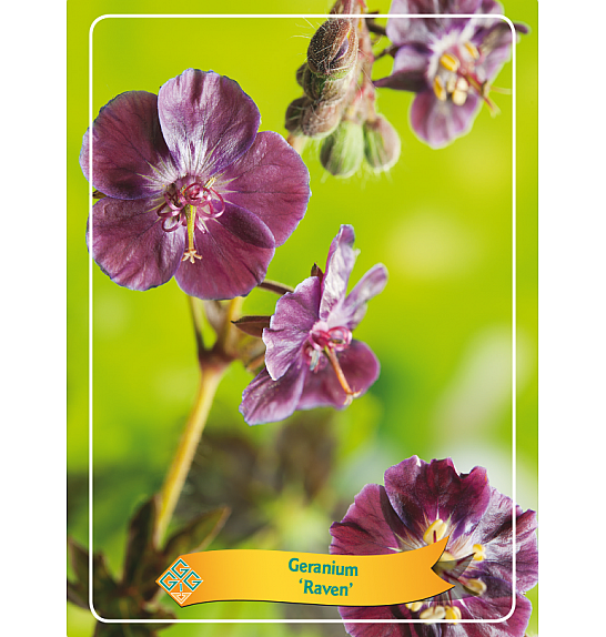 Geranium Raven Ø11
