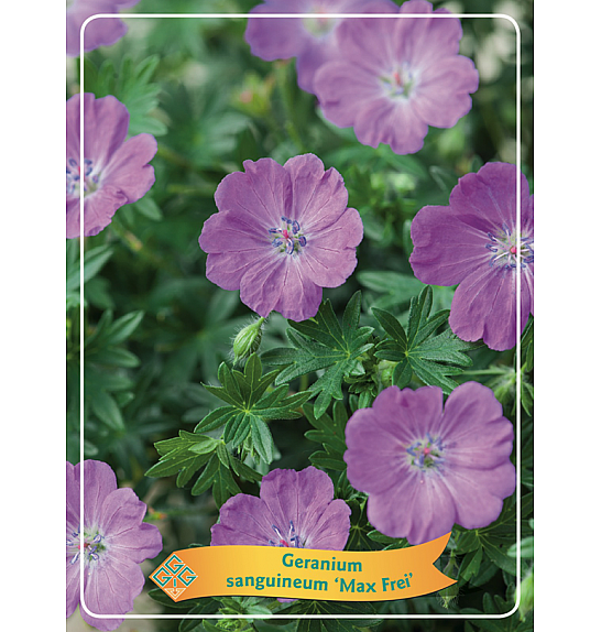 Geranium Max Frei Ø11