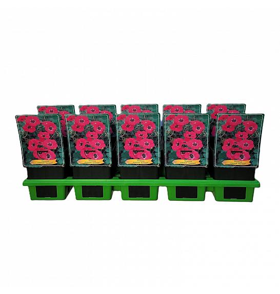 Geranium cinereum Guiseppii Ø11