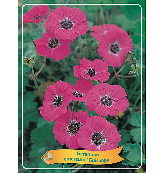 Geranium cinereum Guiseppii Ø11