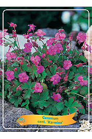 Geranium cant. Karmina Ø11