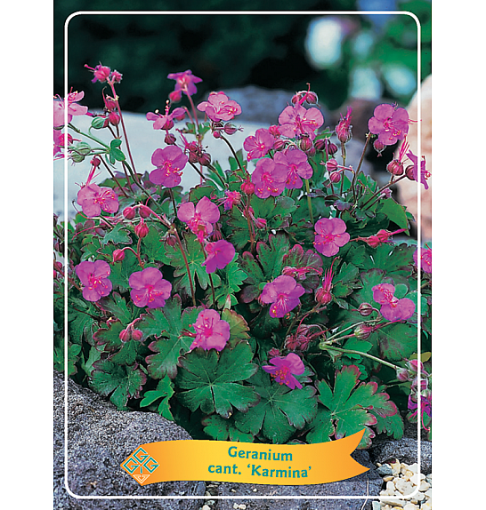 Geranium cant. Karmina Ø11