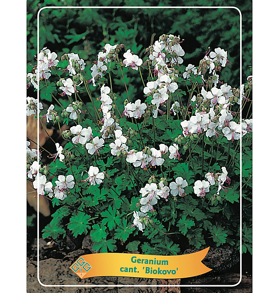 Geranium cant. Biokovo Ø11
