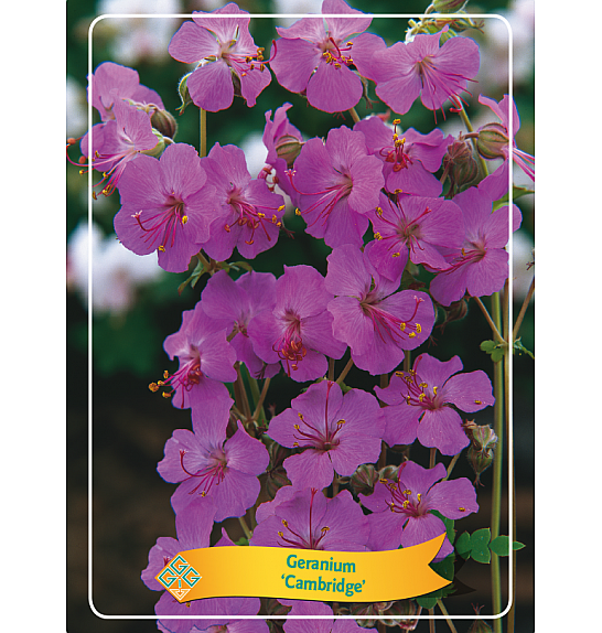 Geranium Cambridge Ø11