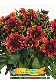 Gaillardia Spintop Yellow Touch Ø11