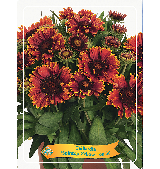 Gaillardia Spintop Yellow Touch Ø11