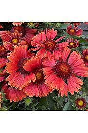 Gaillardia Spintop Red Ø11