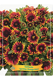 Gaillardia Spintop Orange Halo Ø11