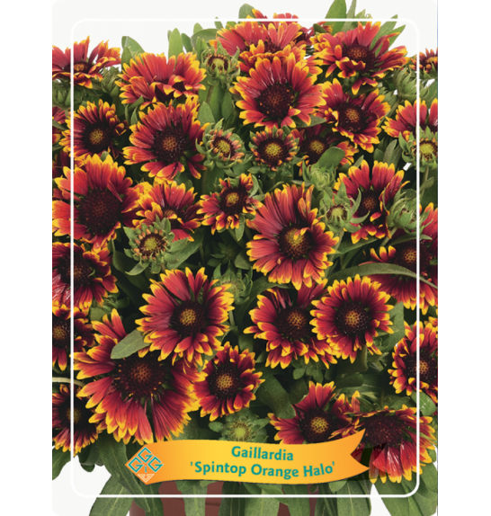 Gaillardia Spintop Orange Halo Ø11