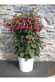 Fuksija Ø27 rešetka